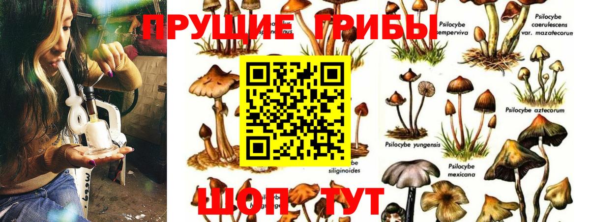 Псилоцибиновые грибы прущие грибы  Вход с VPN  Псилоцибиновые грибы Psilocybine cubensis  Бугуруслан 